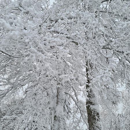 Bergbutzen Mit Balkon Lejlighed Braunlage Eksteriør billede